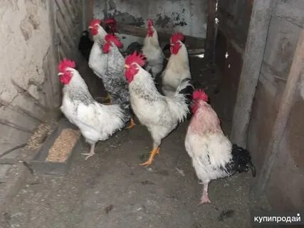 Куры костаная