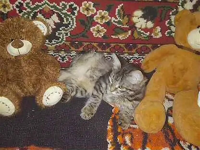 Ногинск котята в добрые