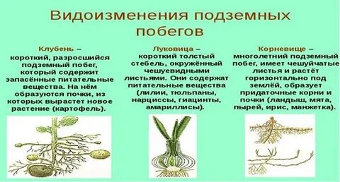 Видоизменение побегов корневище