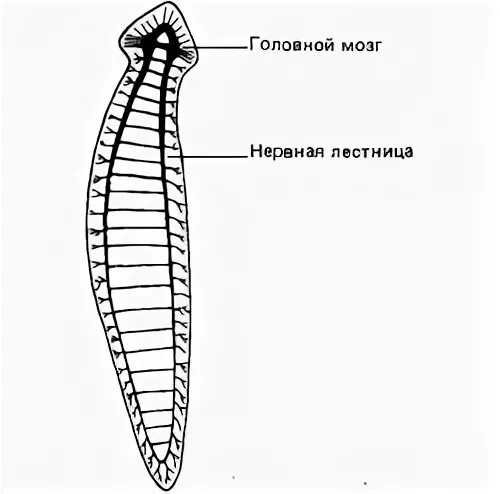 Стволовая нервная система у плоских червей. Стволовая нервная система у червей. Нервная система лестничного типа у плоских червей. Нервная система плоских червей Тип.