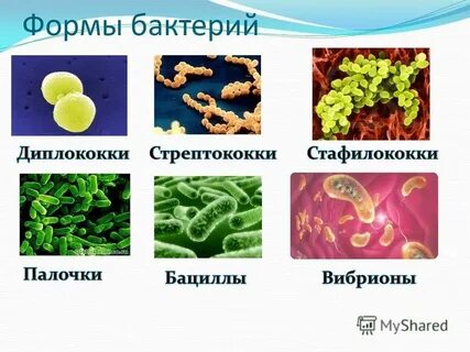 Формы простых бактерий