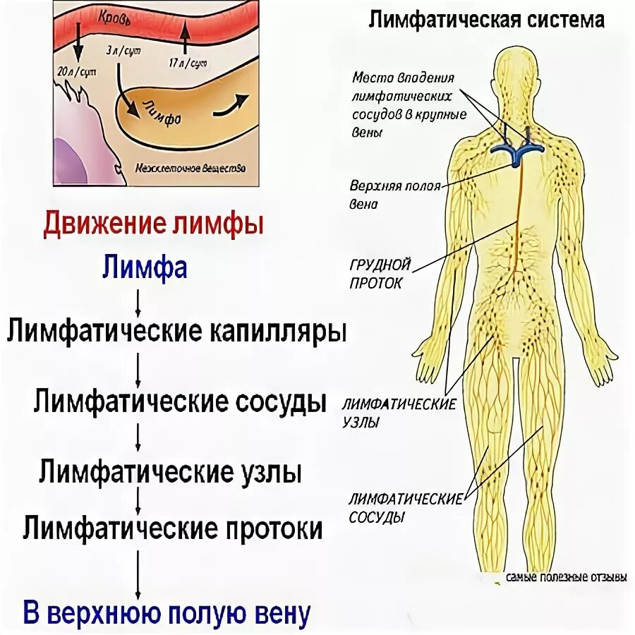 Как очистить лимфатическую систему. Очистки лимфатической системы. чистка лимфатической системы. чистка лимфатической системы организма. почистить лимфу систему.