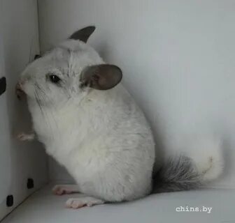 Шиншилла самец