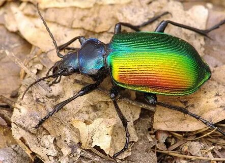 Жужелица блестящая (Carabus Nitens)