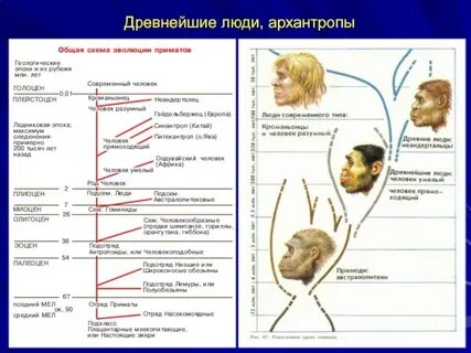 Антропогенез человек умелый