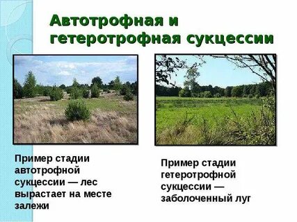 Гетеротрофные экосистемы
