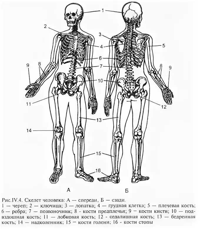 Деление скелета на отделы. Скелетная основа человека рисунок. Задняя поверхность туловища скелет. К какому отделу скелета относится Грудина.