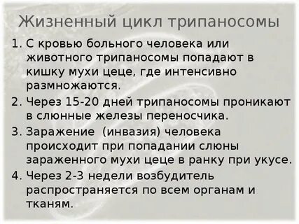 Жгутиковые жизненный цикл