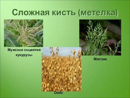 Овес соцветие