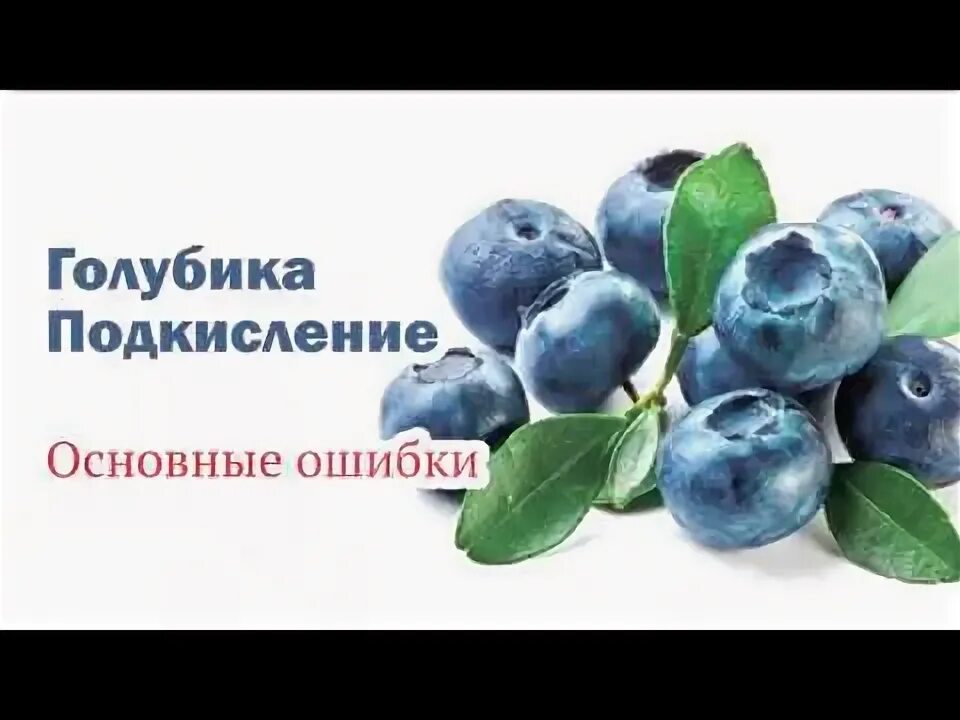 Голубика подкислить. Электролит для голубики. Грунт для голубики. Субстрат для голубики.