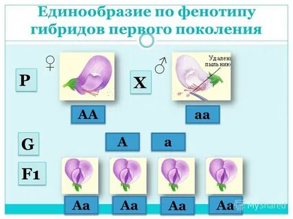 Принцип единообразия
