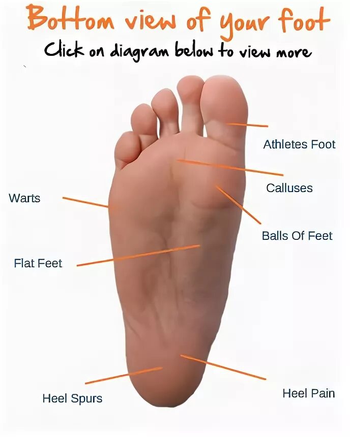 Английский фут картинка. A foot перевод. A foot перевод. A foot перевод. A foot перевод.