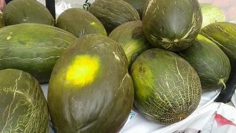 Суровая дыня