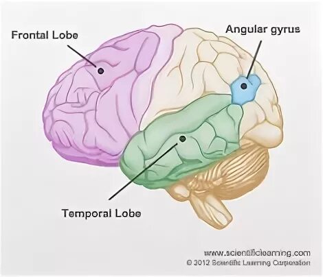 Reading in the brain. Reading in the brain