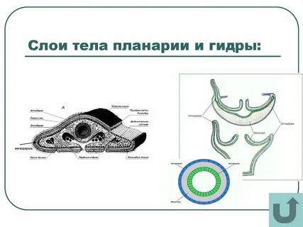 Сравнительная характеристика гидры и белой планарии таблица