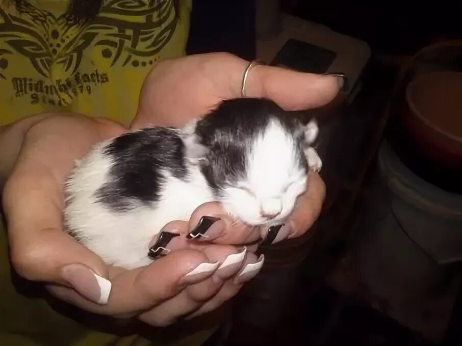 К чему снятся коты женщине. К чему снятся котята. Маленький котенок в руках. Котёнок во сне к чему снится. Недавно родившиеся котята.