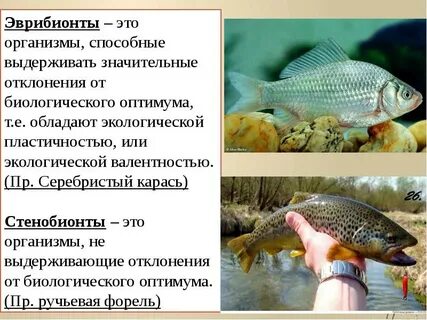 Чем отличаются эврибионтные организмы от стенобионтных