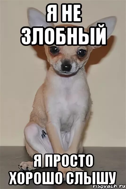 Абсолютно не злой но при этом довольно. Я не злая просто. я не злой я просто. я не злой мем. злобный мем.