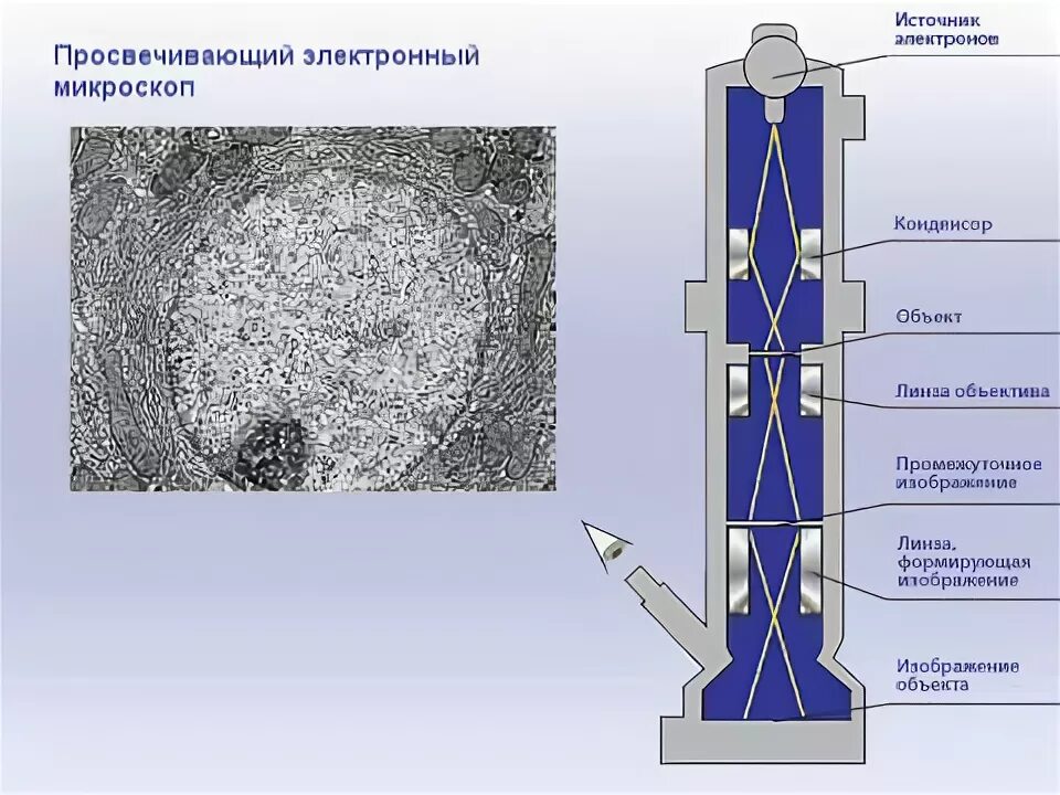 Минусы электронного микроскопа. Строение электронного микроскопа. цифровой микроскоп строение. оптическая схема просвечивающего электронного микроскопа. электронная микроскопия строение.