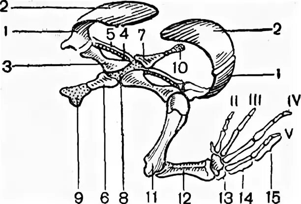 Кости передней конечности земноводных. Скелет лягушки пояс передних конечностей. Строение пояса передних конечностей лягушки. Строение пояса передних и задних конечностей лягушки. Строение пояса задних конечностей лягушки.