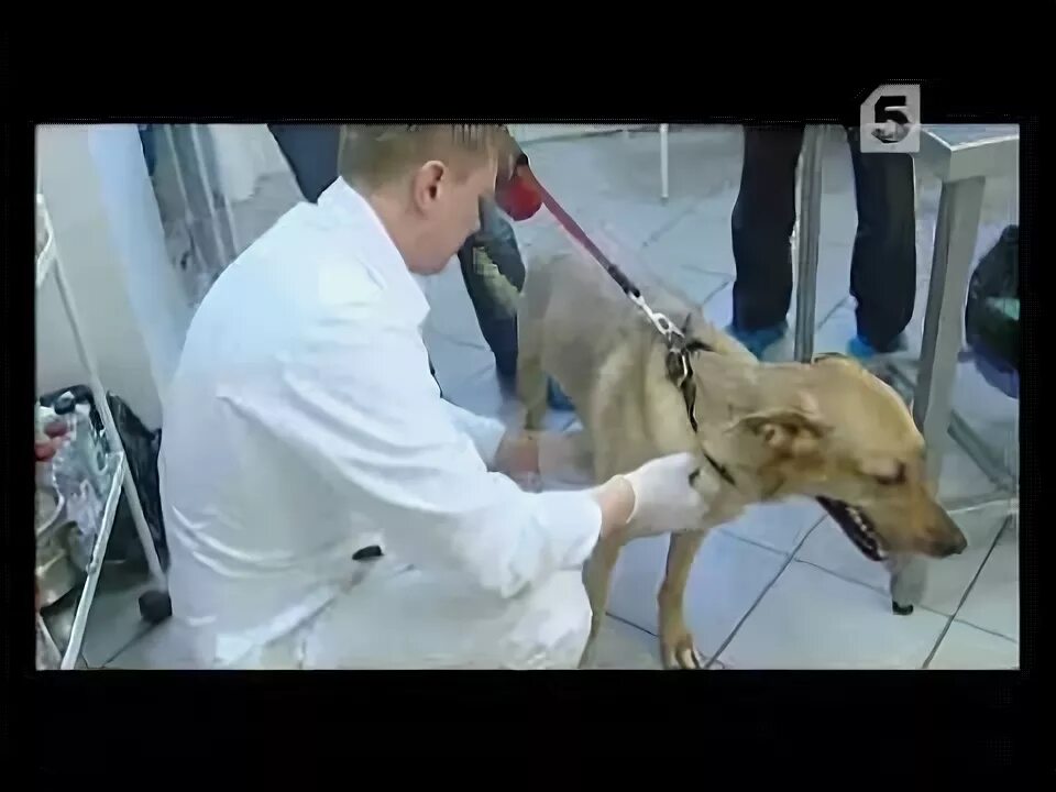 Чипирование собак в оренбурге. Чипирование собак. чипирование собак фото. чипирование бездомных собак. чипирование собак видео.