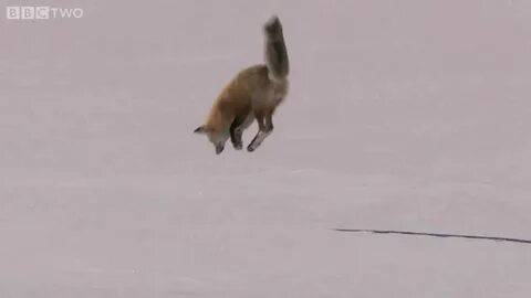 Лиса мышкует зимой видео