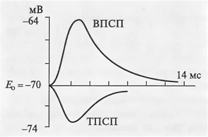 Впсп это. Впсп и тпсп. тормозной постсинаптический потенциал. амплитуда впсп. рисунок впсп и тпсп.