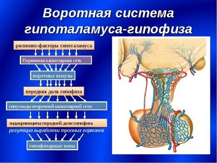 Гипофиз система