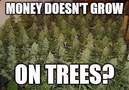 Doesn t grow. Money doesn't grow on Trees. Дерево Мем. Money grow. Мемы с деревом.