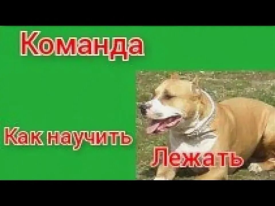 Команда лежать для собак. Как приучить команде лежать. Перечень команд для собак. Как приучить команде лежать. Научить щенка команде лежать.