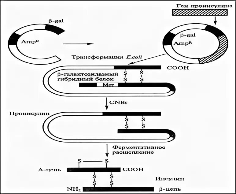 Схема производства соматотропина. Схема получения рекомбинантного инсулина. Схема синтеза инсулина т3 т4. Генно инженерный гормон роста. Инсулин и соматотропин