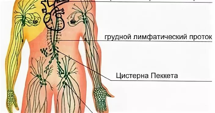 Паховый лимфоузел у женщин где