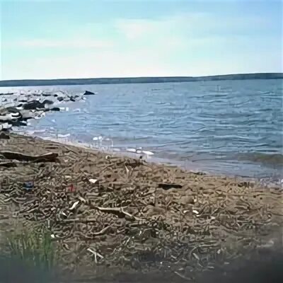 Собачий пляж таганрог. Собачий пляж таганрог фото. Собачий пляж таганрог. Пляж тополек в таганроге. Чекадский пляж таганрог.