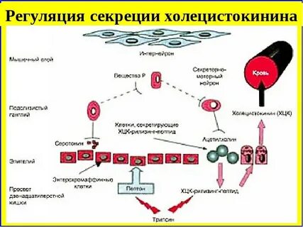 Холецистокинин