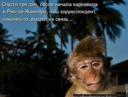 Обезьяны после