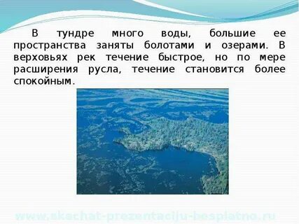 Почему в тундре много