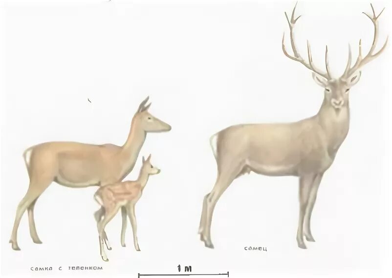 анатомия оленя мышцы. тело оленя. северный олень части тела. тело оленя. строение лося анатомическое.