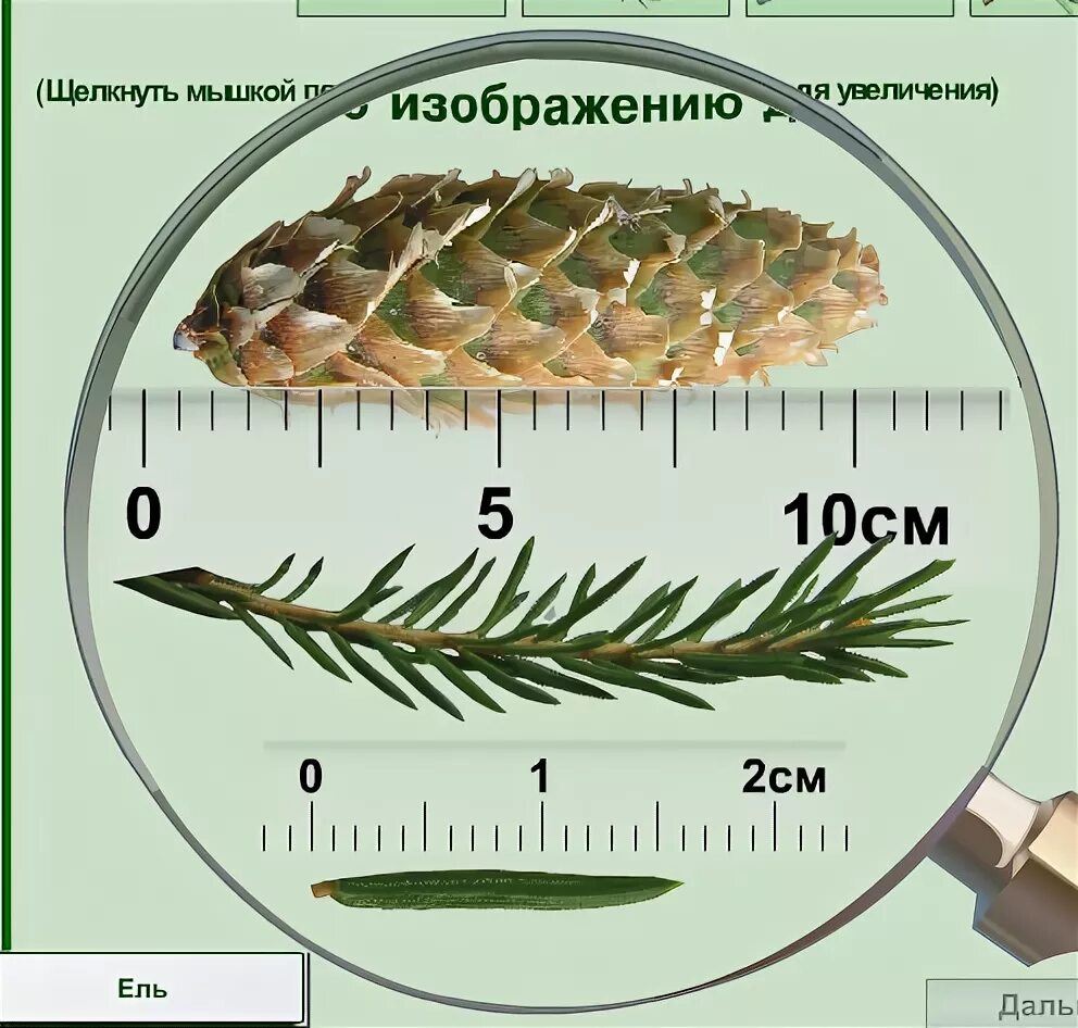 Где находится ели. Форма чешуек шишки сосны. Строение хвоинки сосны обыкновенной. Ель обыкновенная строение хвои. Внешнего строения хвои голосеменных растений.