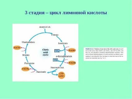 Степень цикла