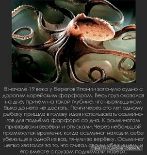 Осьминоги интересные факты