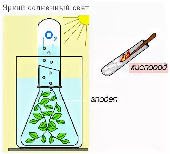 Выделение пузырьков газа. Фотосинтез Элодея эксперимент. Фотосинтез опыт выделение кислорода. Опыт с элодеей выделение кислорода. Опыт фотосинтез Элодея.