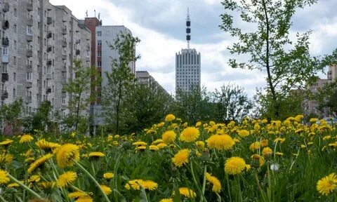 Архангельск в июне