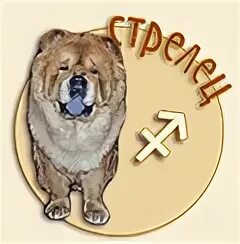 Стрелец собака 2025 год. Собака стрелец. знаки зодиака собаки. собаки по знаку зодиака стрелец. собаки для стрельцов.