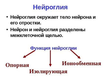 Где находится нейроглия