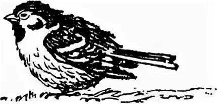 Книга мамина-сибиряка "старый воробей" обложка. Книги маминого сибиряка старый воробей. Старый воробей иллюстрации. Мамин-сибиряк сказка старый воробей. Старый воробей иллюстрации.