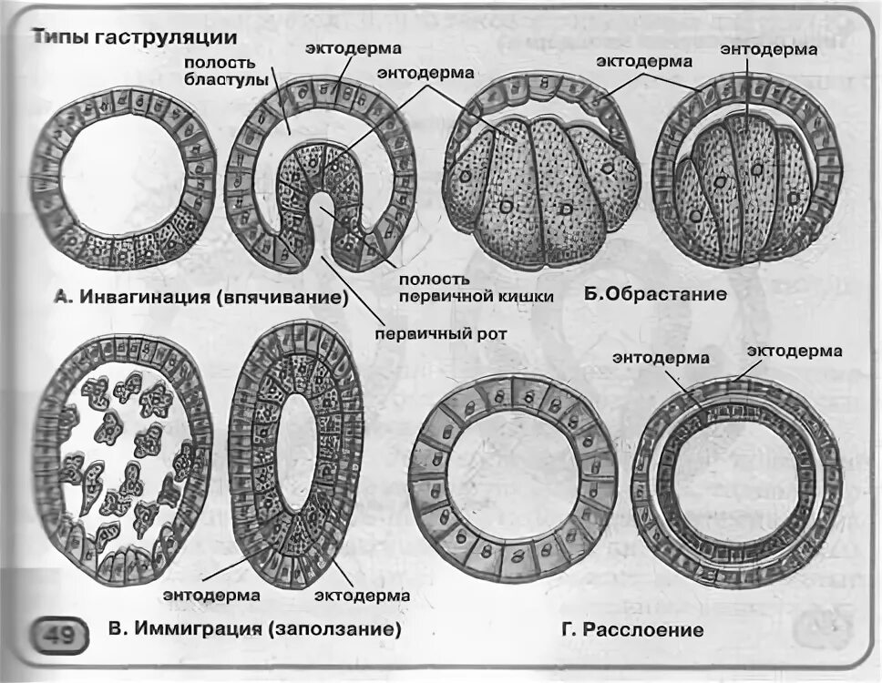 Закладка осевые органы гистология. Гаструляция деламинация гистология. Инвагинация зародыша. Впячивание бластулы. Инвагинация зародыша.