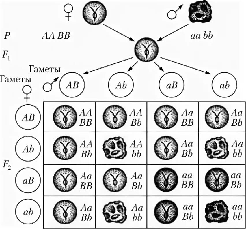 Расщепление при дигибридном скрещивании в f2. Решетка Пеннета дигибридное скрещивание. Решетка Пеннета полигибридное скрещивание. Решётка Пеннета для дигибридного. Решетка Пинета полигибридное.