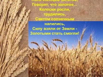 Стихотворение колосок