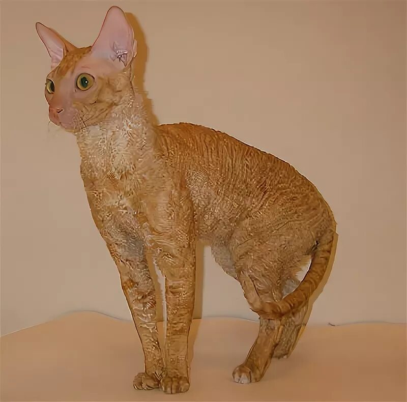 европейская порода кошек котята. корниш рекс шоколадный биколор. корниш рекс рыжий котенок. отдам корниш рекса в добрые руки бесплатно. корниш рекс в добрые руки.