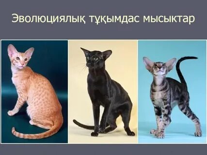 Результат новые породы